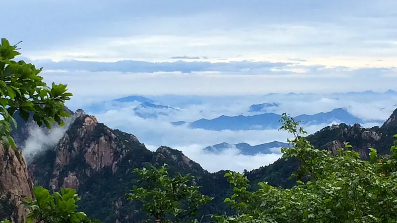 A sea of clouds filling the valleys below the granite peaks of Huangshan, framed by green leaves