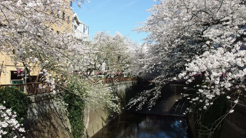 Cherry trees in full bloom arching over the Meguro River canal in Tokyo under a blue sky