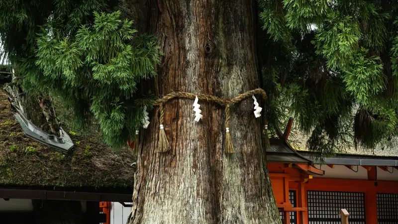 Thick trunk of an old cedar tree wrapped with a shimenawa rope and white paper streamers, beside a shrine building