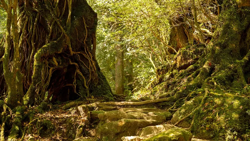 A mossy forest trail on Yakushima, Japan, winding between giant gnarled tree trunks and roots in green light