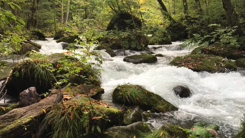 A clear mountain stream rushing over mossy rocks through a green forest in the Oirase Gorge, Aomori, Japan