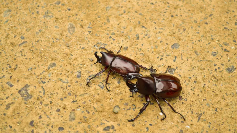 Two Japanese rhinoceros beetles, kabutomushi, locking horns on sandy ground