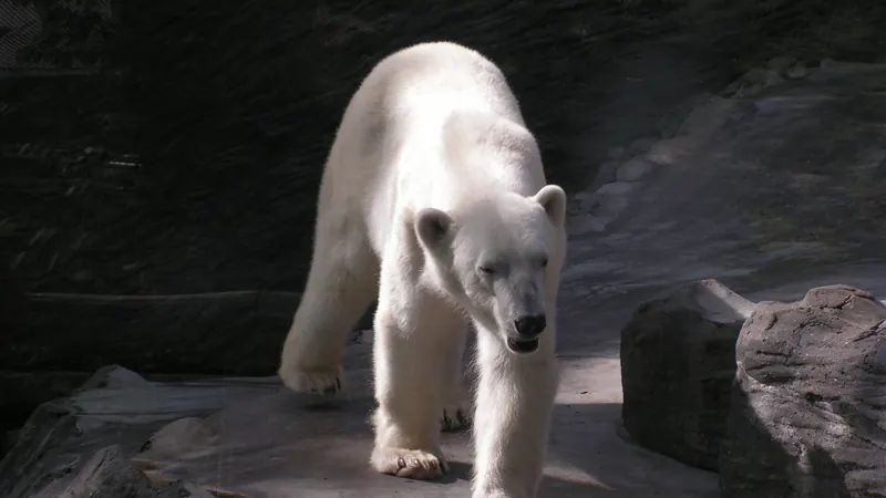 A polar bear walking toward the camera across sunlit rocks in its enclosure at Prague Zoo
