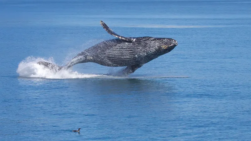 A humpback whale breaching out of calm blue sea, its long pectoral fin raised and spray around it